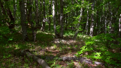Green spring forest scene Stock Footage 153803885