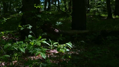 Green spring forest scene Stock Footage 153803887