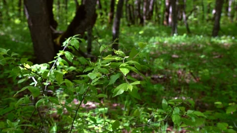 Green spring forest scene Stock Footage 153803898