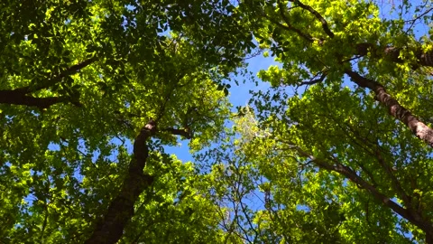 Green spring forest scene Stock Footage 153803900