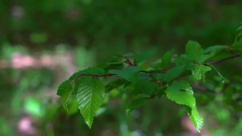 Green spring forest scene Stock Footage 153803908