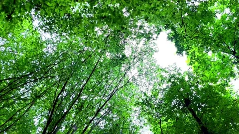 Green spring forest with sky and tree tops. Stock Footage 197077370