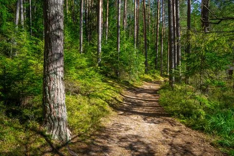 Green spring forest with sunshine Stock Photos
