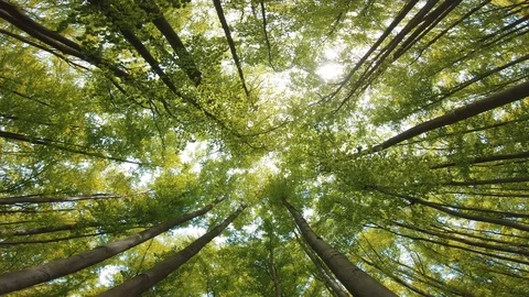 In a green spring forest with tall trees Stock Footage 107518263