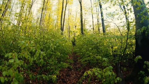In a green spring forest with tall trees Stock Footage 107527474