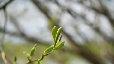 Green spring fresh leaves in sunshine Video stock 153284094