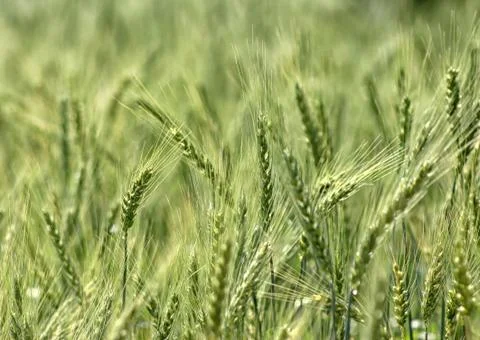 Green spring grains Stock Photos