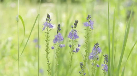 Green Spring Grass And Flowers. Stock Footage 64572963