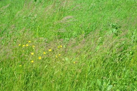 Green spring grass and on its background small yellow flowers Stock Photos