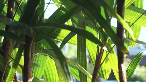 Green spring grass behind sunrise rays, camera movement in the grass.morning Stock Footage 289590320