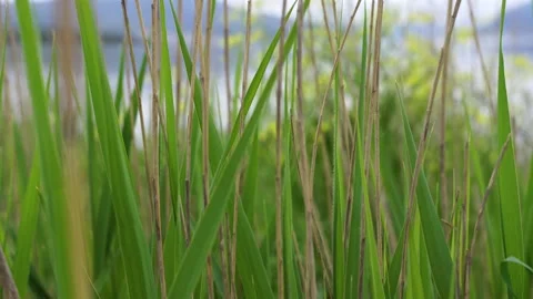 Green spring grass close up. The camera moves sideways Stock Footage 132095584