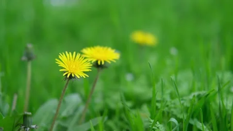 Green spring grass close up Video stock 273545013