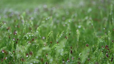 Green spring grass close up Stock-Footage 273545224