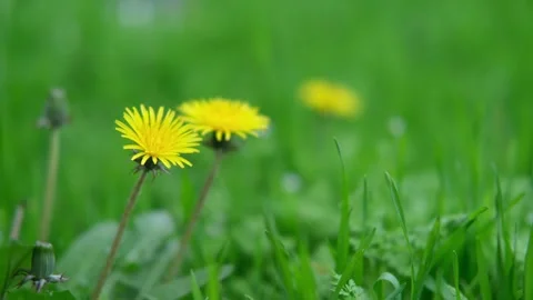 Green spring grass close up Stock Footage 274249766