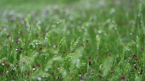 Green spring grass close up Vídeos de archivo 274434445