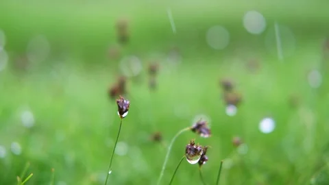 Green spring grass close up Stock Footage 274692408
