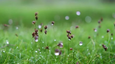 Green spring grass close up Stock Footage 275461768
