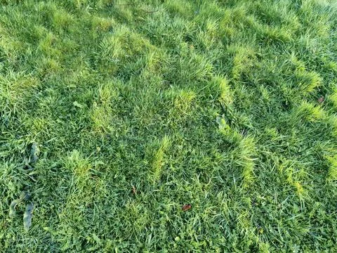 Green spring grass close view, green field background Фото