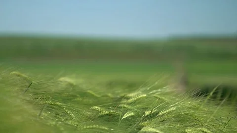 Green Spring Grass Closeup 4K Stock Footage 82161229