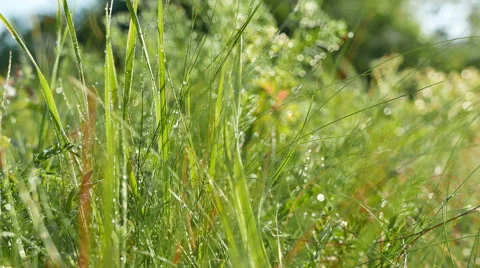    Green   spring grass, dew and flowers. Real time close up  dolly shot. 4K 384 Vídeo Stock 51731384