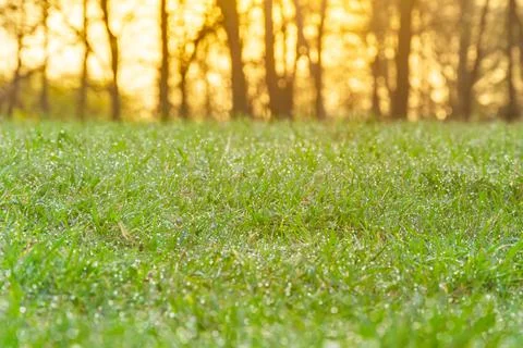 Green spring grass with dew drops. Sun. Soft Focus. Abstract Nature Backgroun Stock Photos