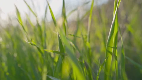 Green spring grass in the evening in the rays of the setting sun Stock Footage 237270554