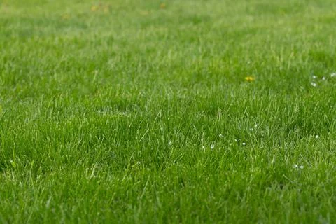 Green, spring, grass field. Background, texture, wallpaper, background. Stock Photos