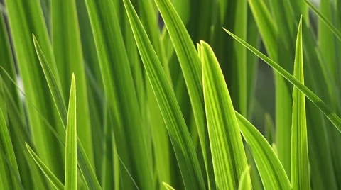 Green Spring Grass Vidéo 52709671