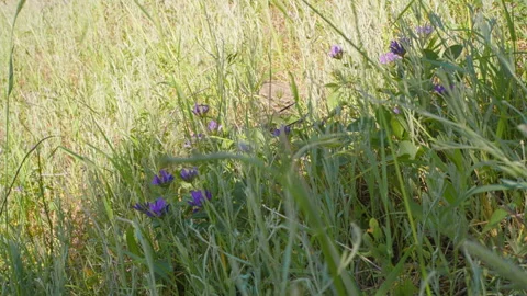The green spring grass gently bends in the wind on a sunny spring day Stock Footage 276963154