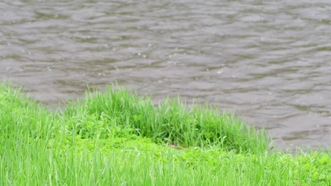 Green spring grass isolated on flowing stream water background Stock Footage 259434274