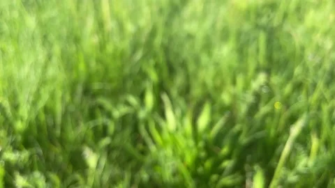 Green spring grass with large dew drops on a sunny morning day. Stock Footage 236455146