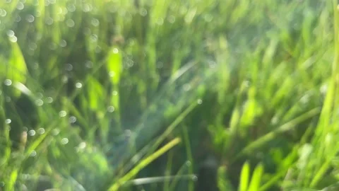 Green spring grass with large dew drops on a sunny morning day. Stock Footage 236456413