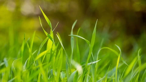 Green spring grass moving on wind.  Stock Footage 89066086