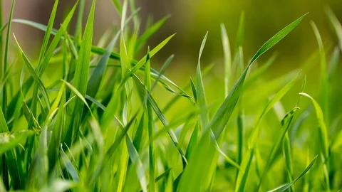 Green spring grass moving on wind.  Stock Footage 89117431
