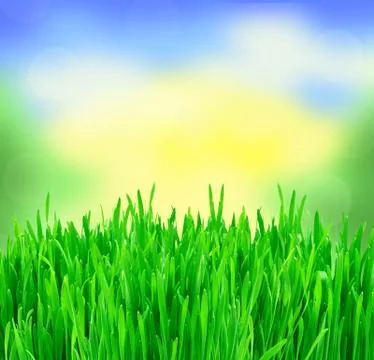 Green spring grass over blurred nature background Fotos Stock