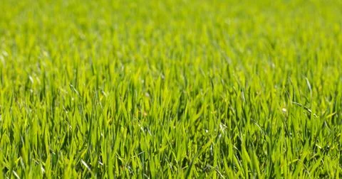 Green spring grass Stock Photos