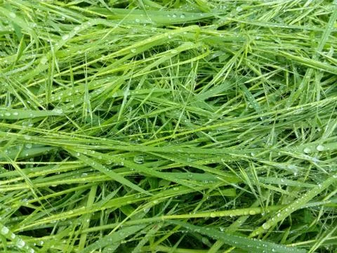 Green spring grass with rain drops in spring rainy day Stock Photos