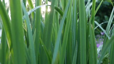 Green spring grass with sunlight, Close-up. Stock Footage 140640883