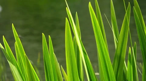 Green Spring Grass on Sunny Summer Day, Macro Stock Footage 52345840