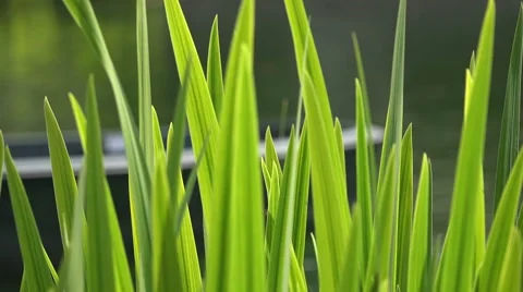 Green Spring Grass on Sunny Summer Day, Macro Stock Footage 52345877