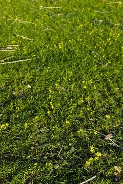 Green spring grass with tiny yellow wildflowers covering the ancient hills .. Stock Photos