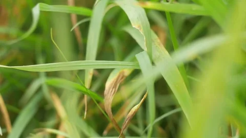 Green spring grass in wind Stockbeeldmateriaal 85078357
