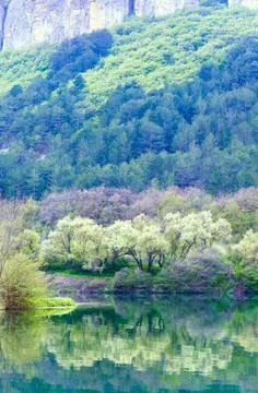 Green spring lake Stock Photos