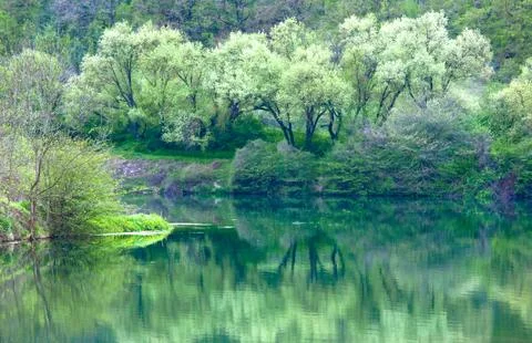 Green spring lake Stock Photos
