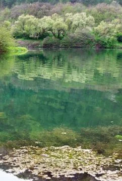Green spring lake Stock Photos