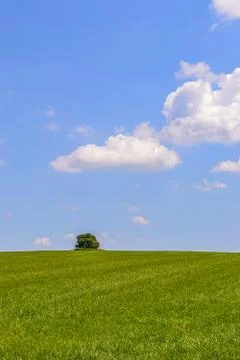 Green spring landscape Foto stock