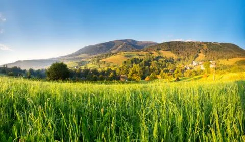 Green spring landscape Foto stock