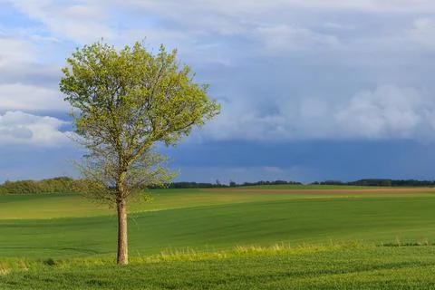 Green spring landscape Foto stock