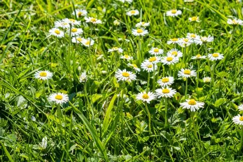 Green spring lawn with dandelion flowers and daisies Stock Photos