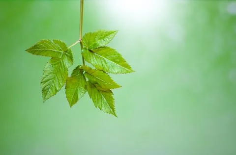 Green spring leaf on blurred background Stock Photos